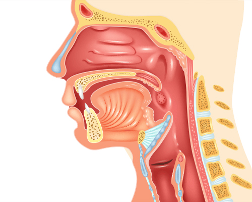 head and neck cacner